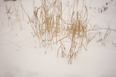 Bahçedeki eski kuru çimenler karda büyür..