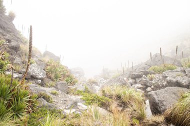 Dağların güzel manzarası