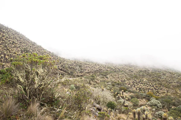 Espeletia - büyük keşişler - Çelimsiz Paramo Nevado del Ruiz Volkanı