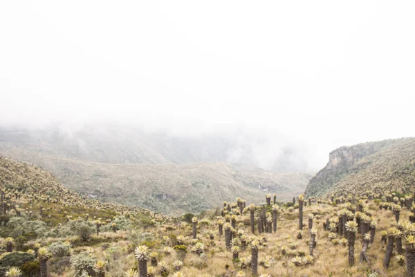 Espeletia - büyük keşişler - Çelimsiz Paramo Nevado del Ruiz Volkanı