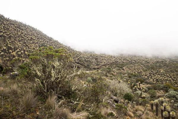 Espeletia - büyük keşişler - Çelimsiz Paramo Nevado del Ruiz Volkanı