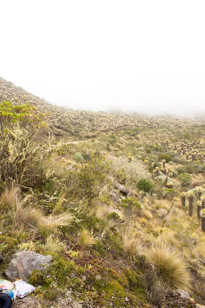Espeletia - büyük keşişler - Çelimsiz Paramo Nevado del Ruiz Volkanı