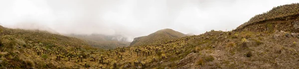 Espeletia - büyük keşişler - Çelimsiz Paramo Nevado del Ruiz Volkanı