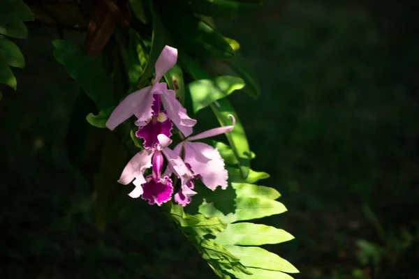 Kolombiya 'da renkli orkide - vahşi doğa