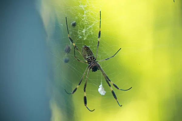 Örümcek ağındaki örümcek ağı mükemmel.
