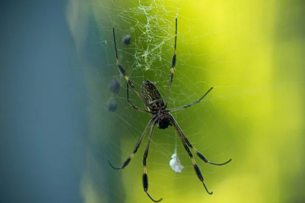 Örümcek ağındaki örümcek ağı mükemmel.