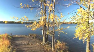 Drone vinç sonbaharda ağaçların arkasından parlak sarı yapraklarla hareket ederek Laval-Ouest 'teki Berge des Goeland' ın manzarasını gözler önüne seriyor.