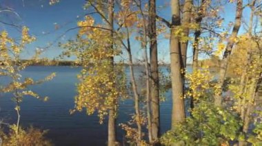 Nehir kenarındaki sonbahar manzarasını görmek için sağdan sola dönen hava aracı videosu ağaçların arasından parlak sarı yapraklarla geçti.