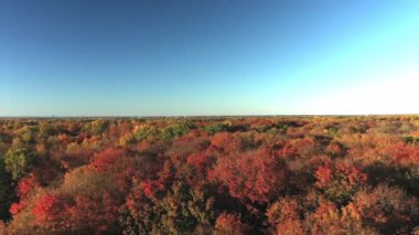 Sonbaharda rengarenk ağaçların üzerinde uçan hava aracı videosu