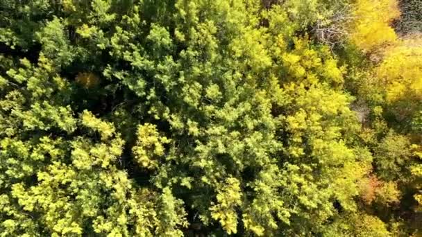 秋のフルーツの木を示すミールアイレス川をまっすぐ撮影した空中ドローンビデオ — ストック動画
