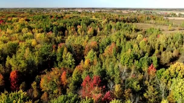 Drone Γερανό Βίντεο Που Κατεβαίνει Από Πάνω Από Nature Park — Αρχείο Βίντεο