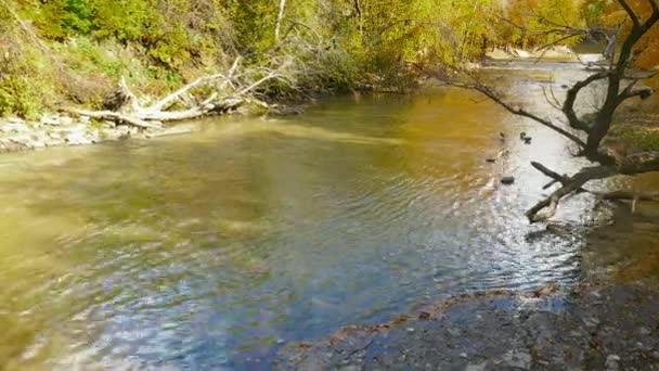 Sonbaharda Renkli Ağaçlarla Çevrili Eustache Nehrinin Kenarındaki Mallard Ördekleri Nin — Stok video