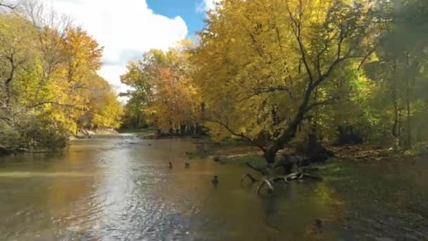 Εναέρια Drone Βίντεο Που Φέρουν Κοντά Στο Μικρό Ποτάμι Προς — Αρχείο Βίντεο
