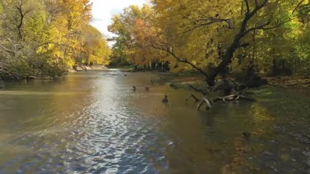 Εναέρια Drone Βίντεο Που Φέρουν Πάνω Από Μικρό Ποτάμι Περνώντας — Αρχείο Βίντεο