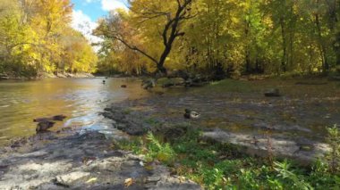 Sonbaharda renkli ağaçlarla çevrili St. Eustache nehrinin kıyısındaki birkaç Mallard ördeğinin videosu.