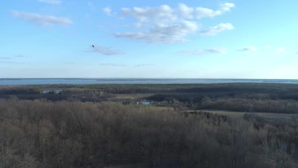 Luchtfoto Van Een Drone Hoog Boven Bomen Die Een Roofvogel — Stockvideo