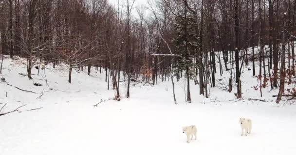 Три Арктических Волка Стоят Края Леса Зимой Время Снежного Дождя — стоковое видео