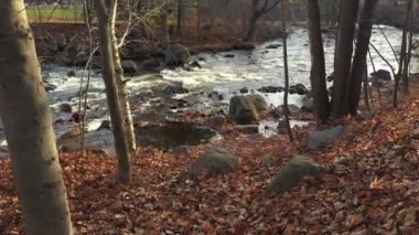 Sonbaharda, nehrin kıyısına yaklaşan drone görüntüleri yere düşen altın yapraklarla ağaçların arasındaki akıntıyı görüyor.