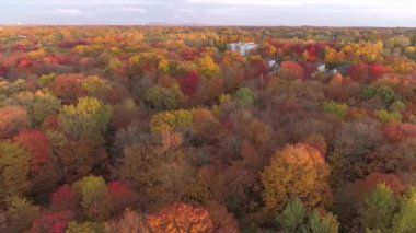 Sonbaharda renkli ağaçların üzerinde uçan bir İHA ile hava manzarası