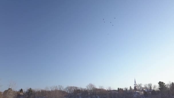 Tittar Upp Den Blå Himlen Visar Fåglar Som Flyger — Stockvideo