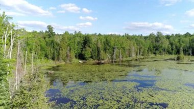 Göl kenarına inen bir dronun videosu. Nilüferle kaplı, mavi gökyüzü beyaz bulutlu.
