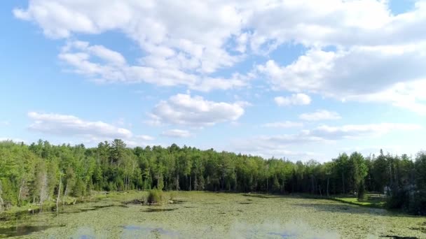 白い雲の青い空を水リリーで覆われた湖に示すまでパンニングドローンのビデオ — ストック動画