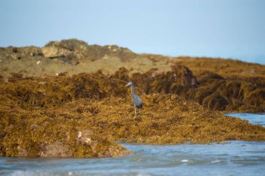 A gray egret standing on the rock in the blue sea