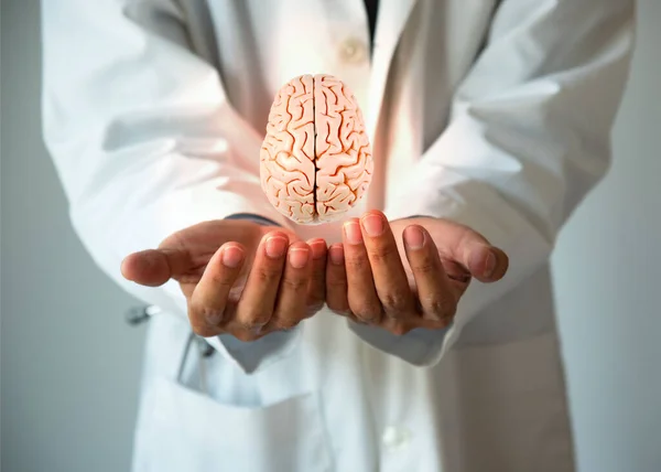 Doctor Sosteniendo Modelo Cerebral Concepto Salud Cerebral — Foto de Stock