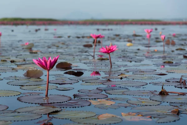 Field of beautiful pink lotus at Tale Noi, Phatthalung province, Thailand
