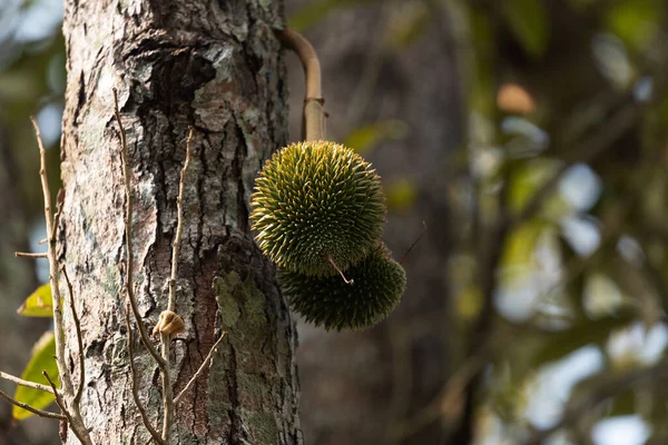 Vista Close Pequenos Frutos Durianos Árvore Duriana — Fotografia de Stock