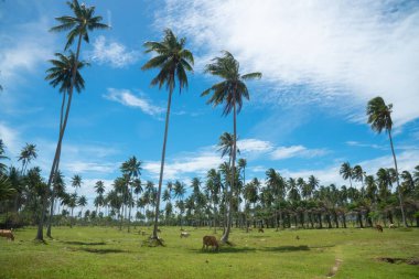 Tayland 'ın Pilai plajındaki Hindistan cevizi ağaçları ve ineklerin sahnesi..