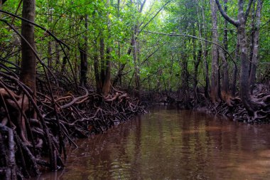 Ban Tah Din Deang, Tayland Mueng, Phangnga 'da güzel bir mangrov ormanı manzarası.