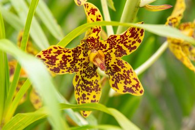 Canlı bir Tiger Orchid 'in (Grammatophyllum Specosum) yakın plan çekiminde büyük sarı yapraklar ve çarpıcı kestane rengi lekeler sergilenmektedir..