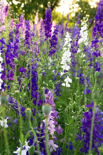 Blue Bonnet Flowers in Texas in the Spring of 2022.