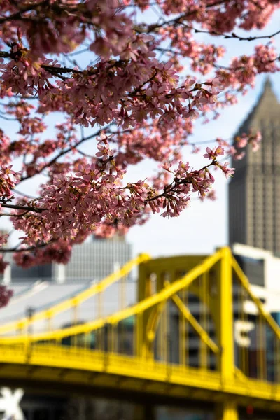Cherry Blossoms Pittsburgh 2023 — Stock Photo, Image