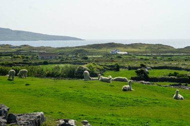 İrlanda 'da bereketli manzaralı Lama' lar.