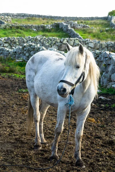 Connemara Pony Στο Galway Της Ιρλανδίας Την Άνοιξη — Φωτογραφία Αρχείου