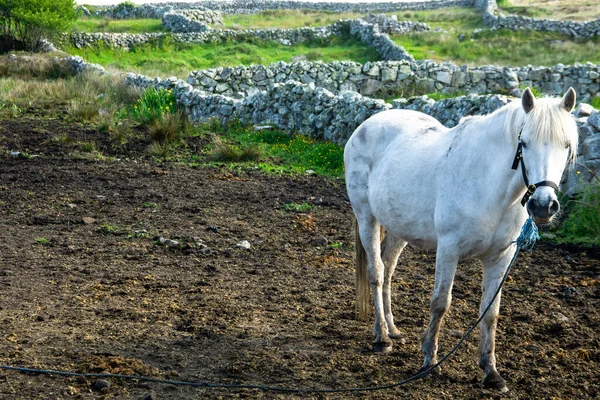春季爱尔兰加威的康奈玛拉小马 — 图库照片