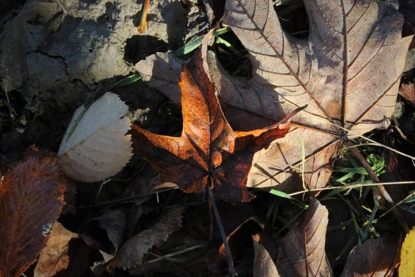 Листья Земле — стоковое фото