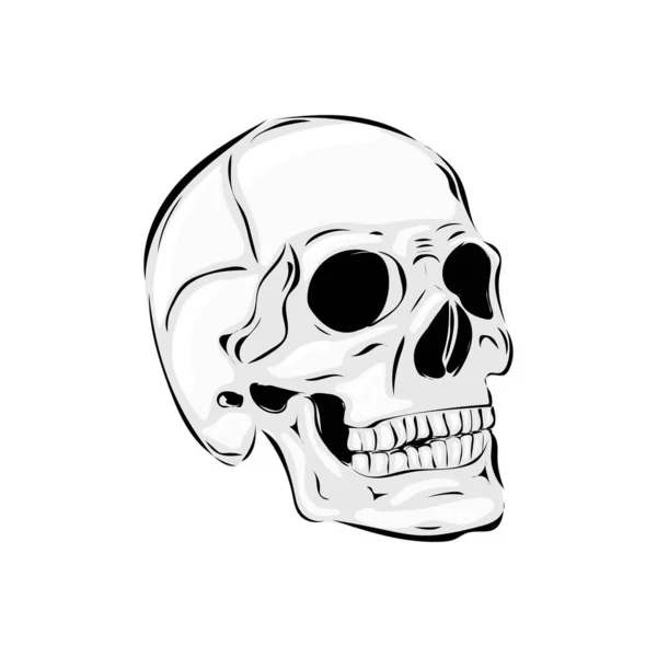 Skull Human People — Stock Photo, Image