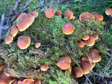 Ormanın yakınına.