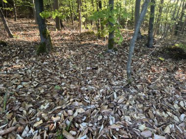 Sonbahar yaprakları, sonbahar bitkileri