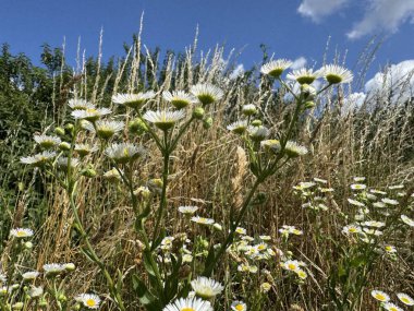 Bahçedeki güzel çiçekler