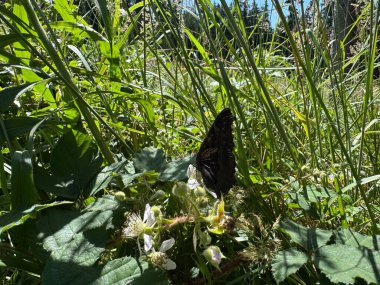 Yeşil bir bitkinin üzerindeki bir kelebeğin yakın plan fotoğrafı.