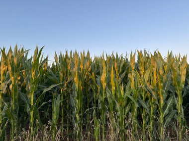alan ve gökyüzü manzara