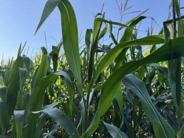 Bahçedeki güzel yeşil çimenler