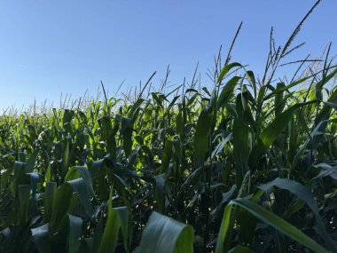 Yeşil mısır tarlası