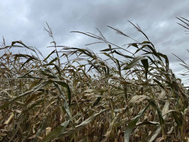 Sonbaharda mısır tarlası, kırsalda bitki örtüsü