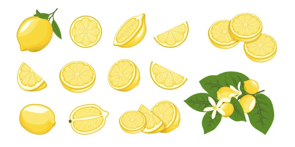 Набор Лимонных Цитрусовых Векторных Иллюстраций Целые Лимонные Желтые Фрукты Ветке — стоковый вектор