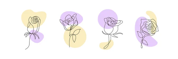 Eine Linienzeichnung Dekorativ Schöne Englische Gartenrose Mit Knospen Und Farbflecken — Stockvektor